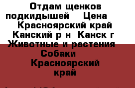 Отдам щенков подкидышей. › Цена ­ 1 - Красноярский край, Канский р-н, Канск г. Животные и растения » Собаки   . Красноярский край